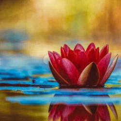 Every sense is just the opening of the lotus… a Tantric Meditation