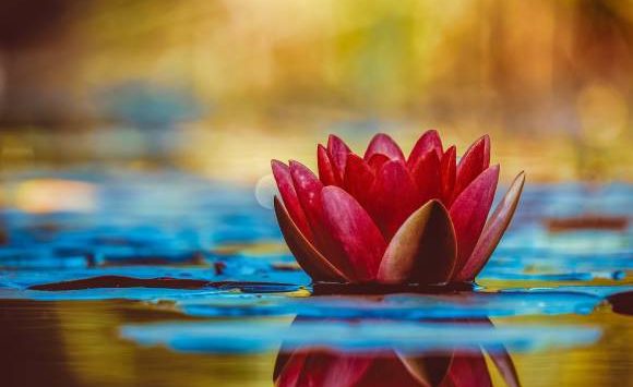 Every sense is just the opening of the lotus… a Tantric Meditation Every sense is just the opening of the lotus… a Tantric Meditation