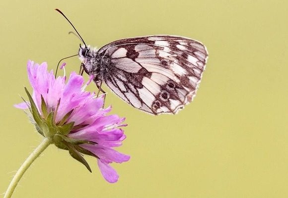 butterfly